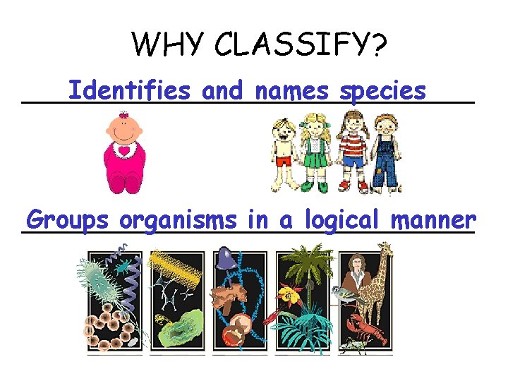 WHY CLASSIFY? Identifies and names species ________________ Groups organisms in a logical manner ________________