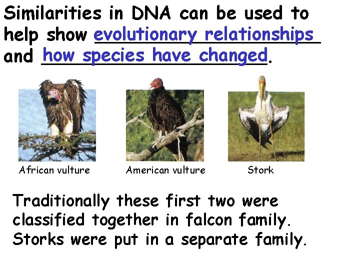 Similarities in DNA can be used to relationships help show evolutionary __________ how species
