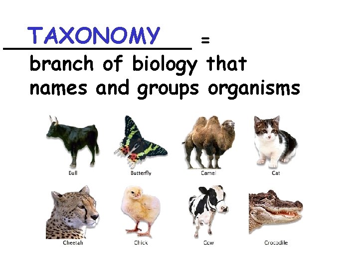 TAXONOMY ________ = branch of biology that names and groups organisms 