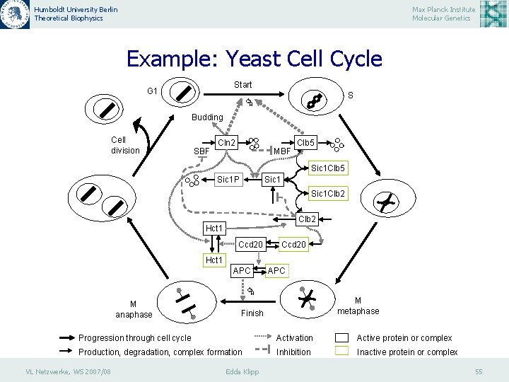 Humboldt University Berlin Theoretical Biophysics Max Planck Institute Molecular Genetics Example: Yeast Cell Cycle