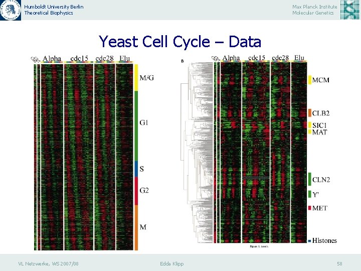 Humboldt University Berlin Theoretical Biophysics Max Planck Institute Molecular Genetics Yeast Cell Cycle –