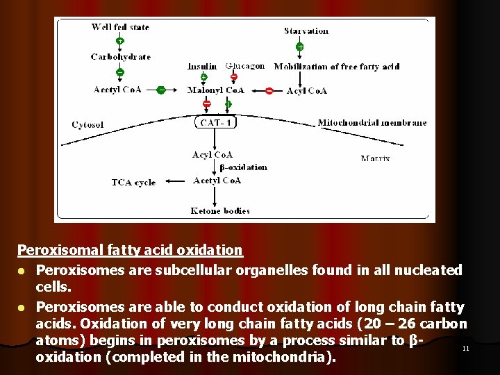 Peroxisomal fatty acid oxidation l Peroxisomes are subcellular organelles found in all nucleated cells.