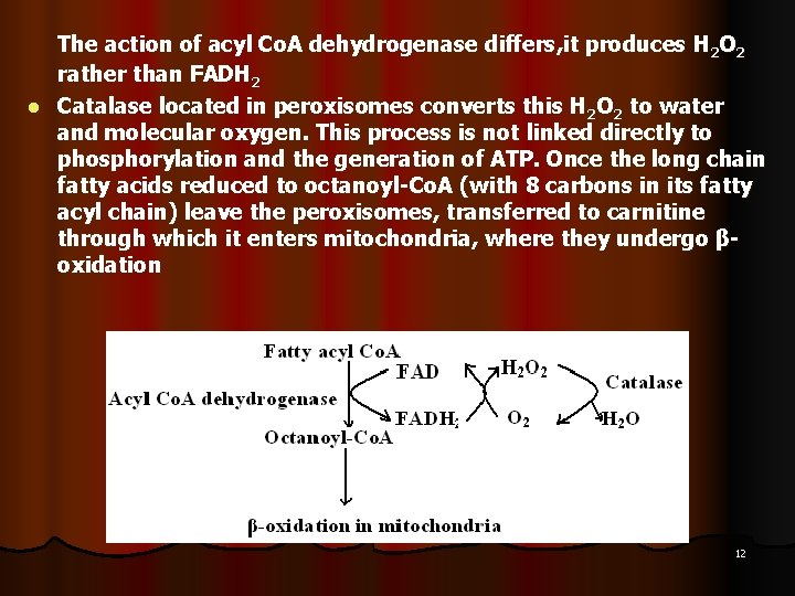 The action of acyl Co. A dehydrogenase differs, it produces H 2 O 2