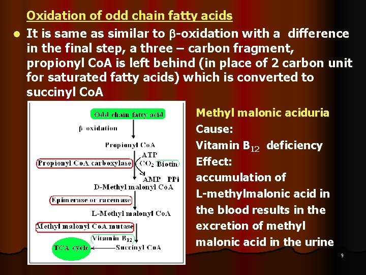 Oxidation of odd chain fatty acids l It is same as similar to -oxidation