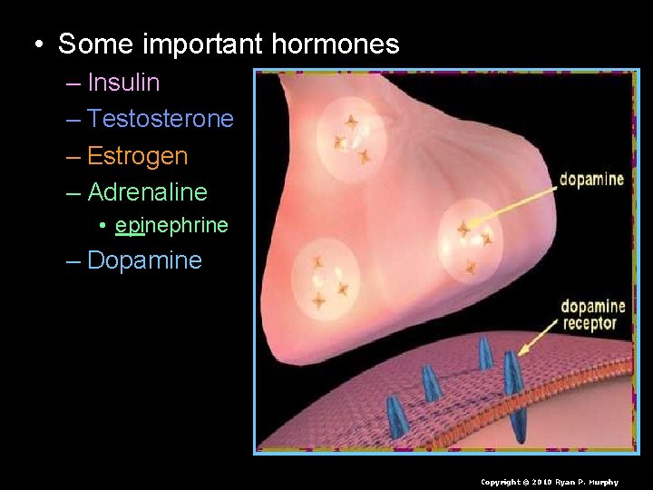  • Some important hormones – Insulin – Testosterone – Estrogen – Adrenaline •