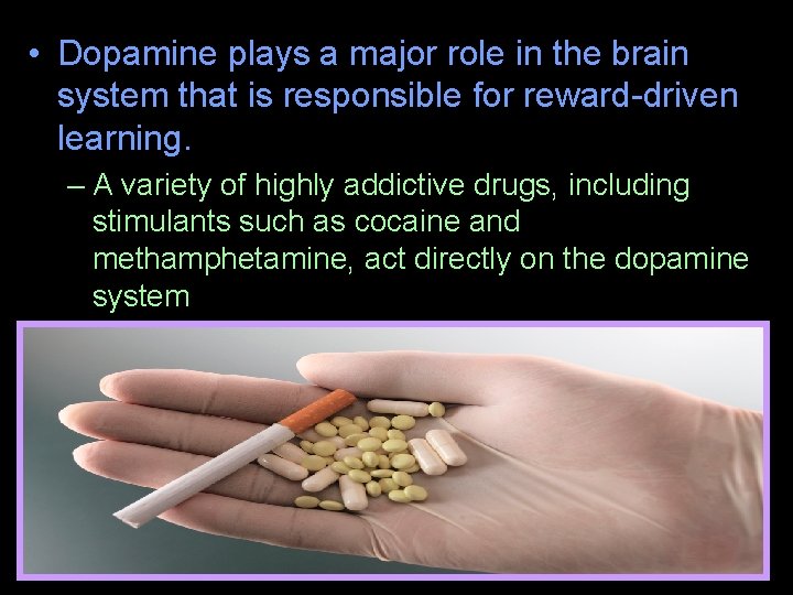  • Dopamine plays a major role in the brain system that is responsible