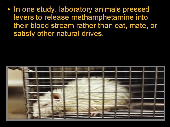  • In one study, laboratory animals pressed levers to release methamphetamine into their