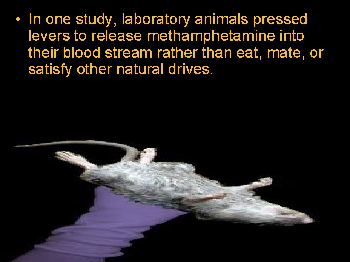  • In one study, laboratory animals pressed levers to release methamphetamine into their