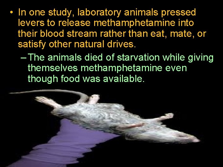  • In one study, laboratory animals pressed levers to release methamphetamine into their