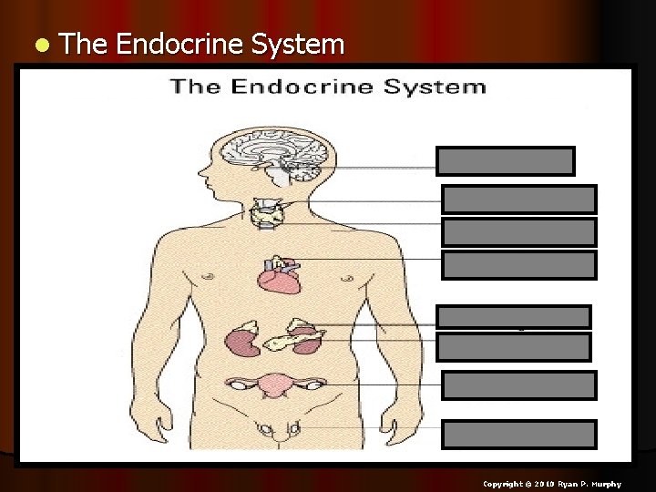 l The Endocrine System Copyright © 2010 Ryan P. Murphy 