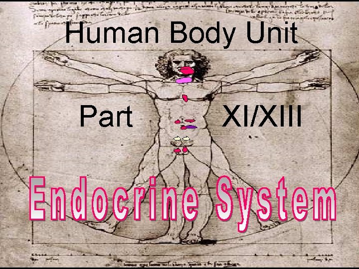 Human Body Unit Part XI/XIII 