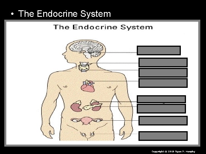  • The Endocrine System Copyright © 2010 Ryan P. Murphy 