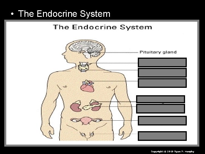  • The Endocrine System Copyright © 2010 Ryan P. Murphy 