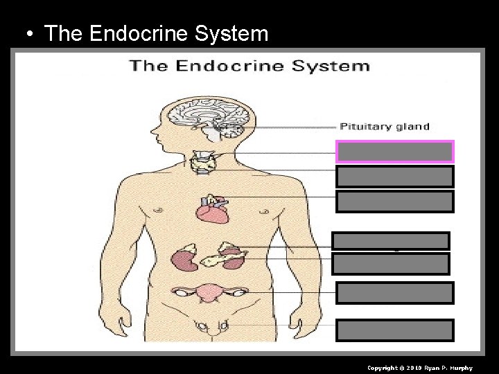  • The Endocrine System Copyright © 2010 Ryan P. Murphy 