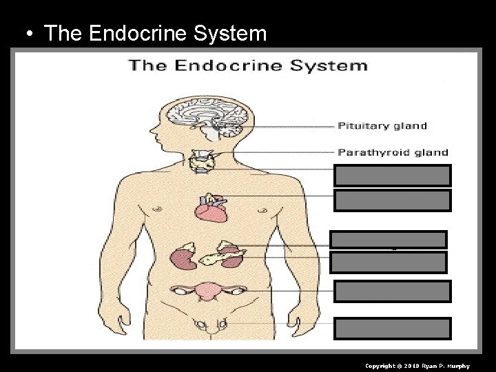  • The Endocrine System Copyright © 2010 Ryan P. Murphy 