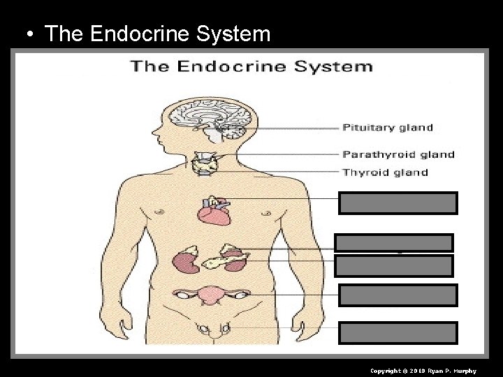  • The Endocrine System Copyright © 2010 Ryan P. Murphy 