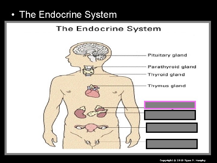  • The Endocrine System Copyright © 2010 Ryan P. Murphy 