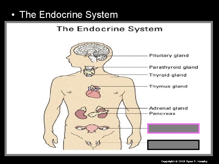  • The Endocrine System Copyright © 2010 Ryan P. Murphy 