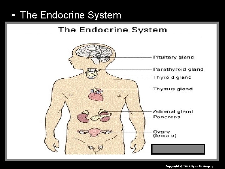  • The Endocrine System Copyright © 2010 Ryan P. Murphy 