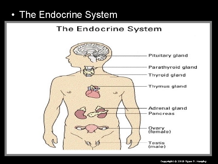  • The Endocrine System Copyright © 2010 Ryan P. Murphy 