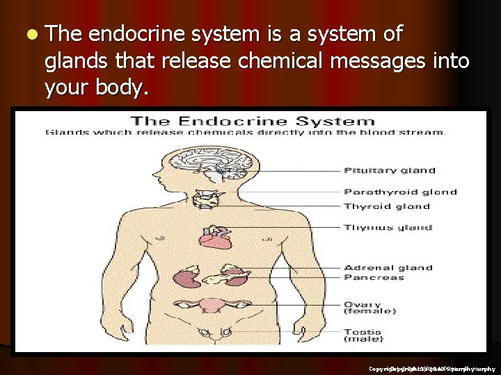 l The endocrine system is a system of glands that release chemical messages into