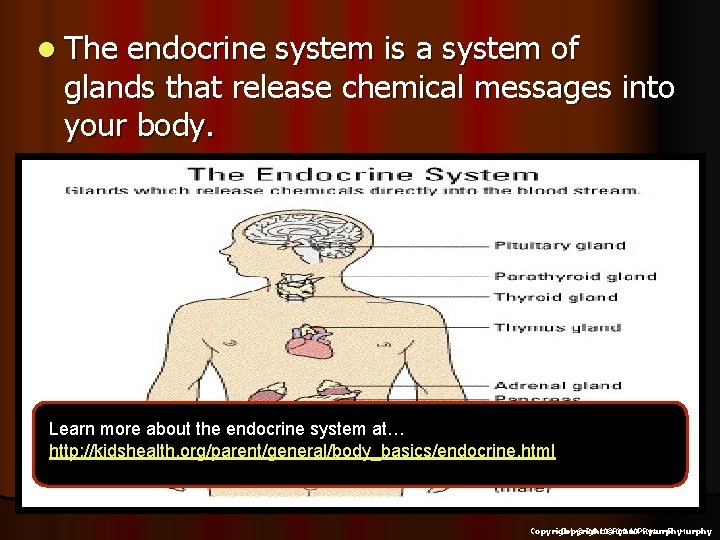 l The endocrine system is a system of glands that release chemical messages into