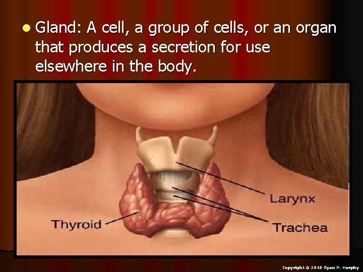 l Gland: A cell, a group of cells, or an organ that produces a