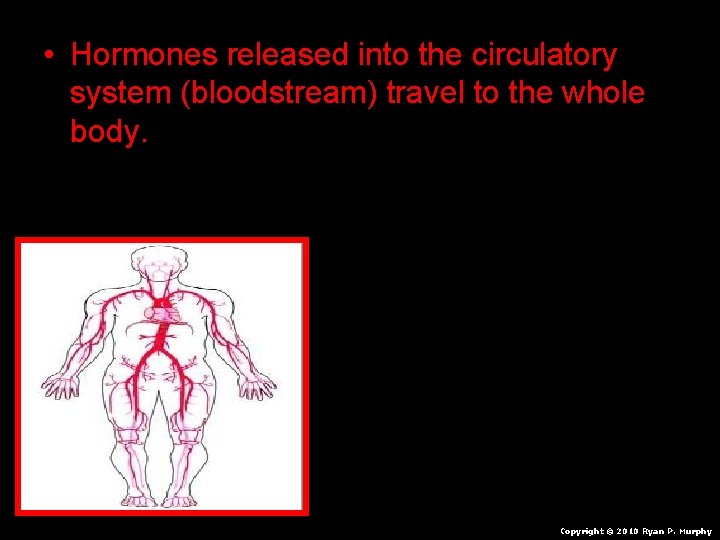  • Hormones released into the circulatory system (bloodstream) travel to the whole body.