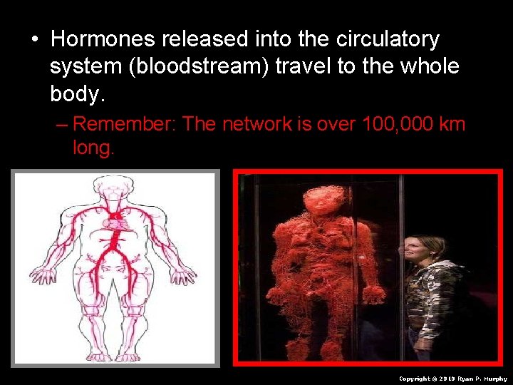  • Hormones released into the circulatory system (bloodstream) travel to the whole body.