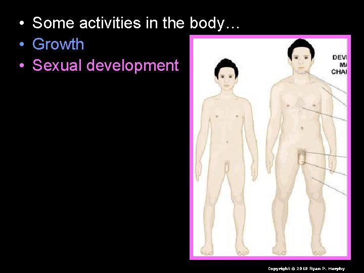  • • • Some activities in the body… Growth Sexual development Reproductive cycle