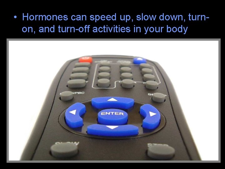  • Hormones can speed up, slow down, turnon, and turn-off activities in your