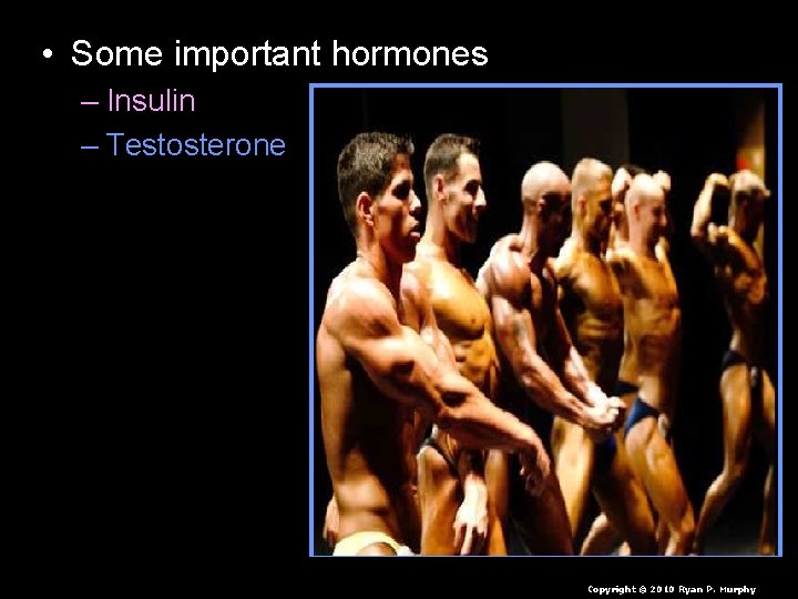  • Some important hormones – Insulin – Testosterone – Estrogen – Adrenaline •
