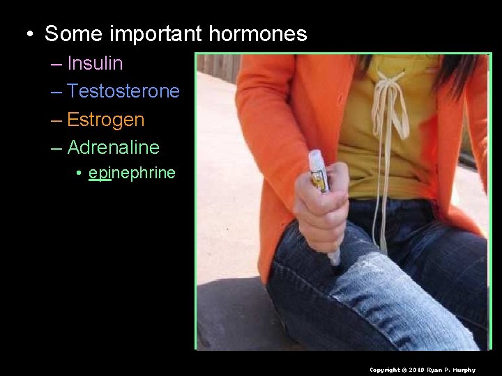  • Some important hormones – Insulin – Testosterone – Estrogen – Adrenaline •