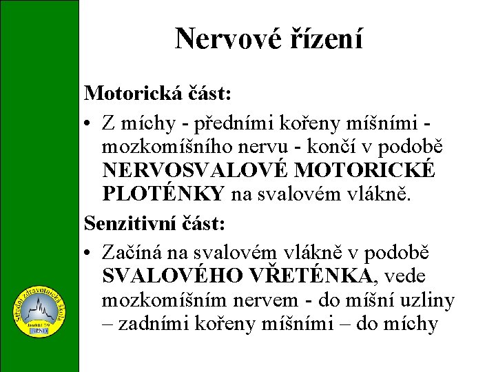 Nervové řízení Motorická část: • Z míchy - předními kořeny míšními mozkomíšního nervu -