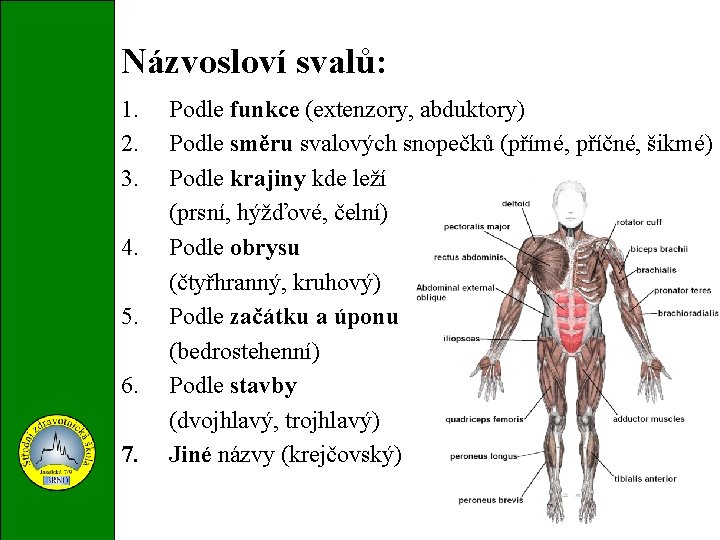 Názvosloví svalů: 1. 2. 3. 4. 5. 6. 7. Podle funkce (extenzory, abduktory) Podle