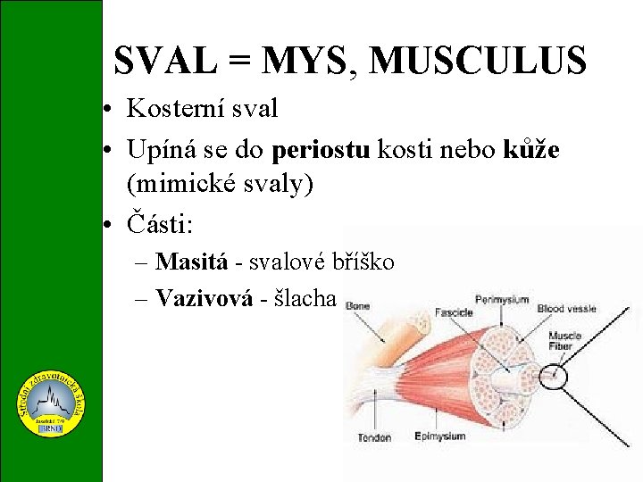 SVAL = MYS, MUSCULUS • Kosterní sval • Upíná se do periostu kosti nebo