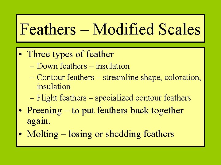 Feathers – Modified Scales • Three types of feather – Down feathers – insulation