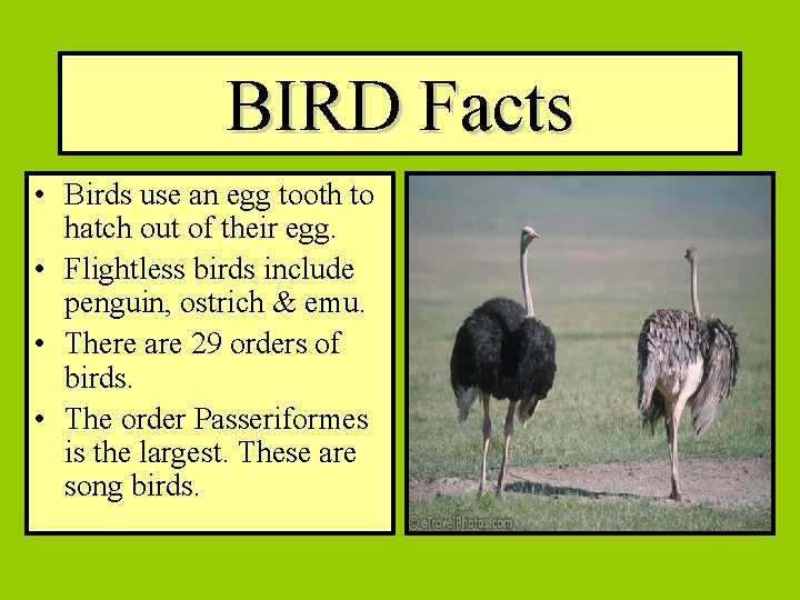 BIRD Facts • Birds use an egg tooth to hatch out of their egg.