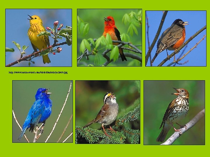 http: //www. naturesound. com/birds/thmbnls/yellwrb. jpg 