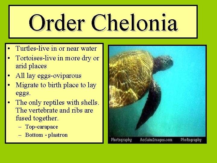 Order Chelonia • Turtles-live in or near water • Tortoises-live in more dry or