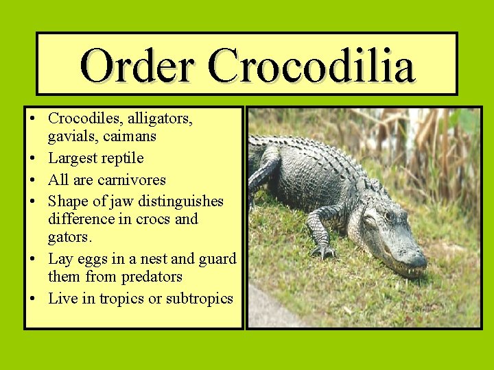Order Crocodilia • Crocodiles, alligators, gavials, caimans • Largest reptile • All are carnivores