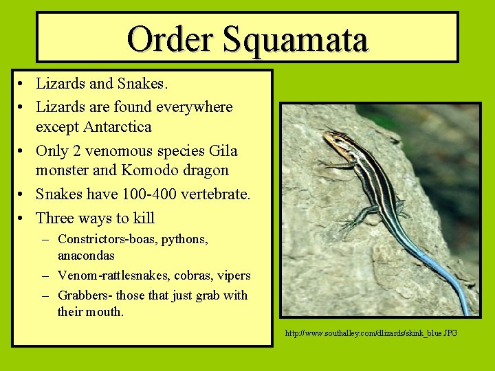 Order Squamata • Lizards and Snakes. • Lizards are found everywhere except Antarctica •