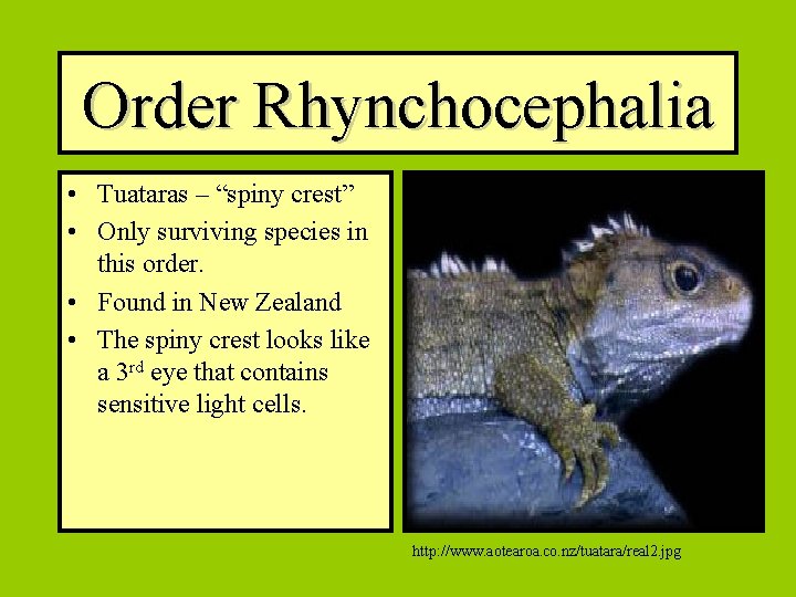 Order Rhynchocephalia • Tuataras – “spiny crest” • Only surviving species in this order.