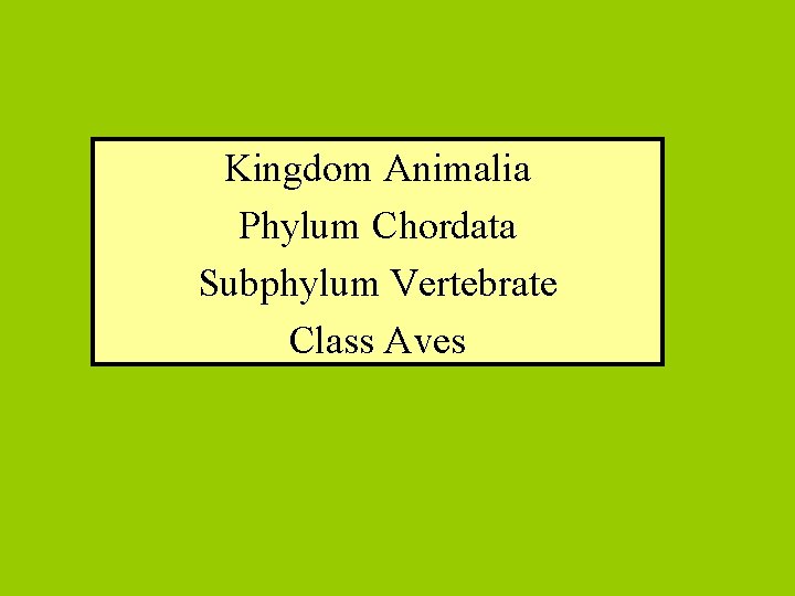 Kingdom Animalia Phylum Chordata Subphylum Vertebrate Class Aves 
