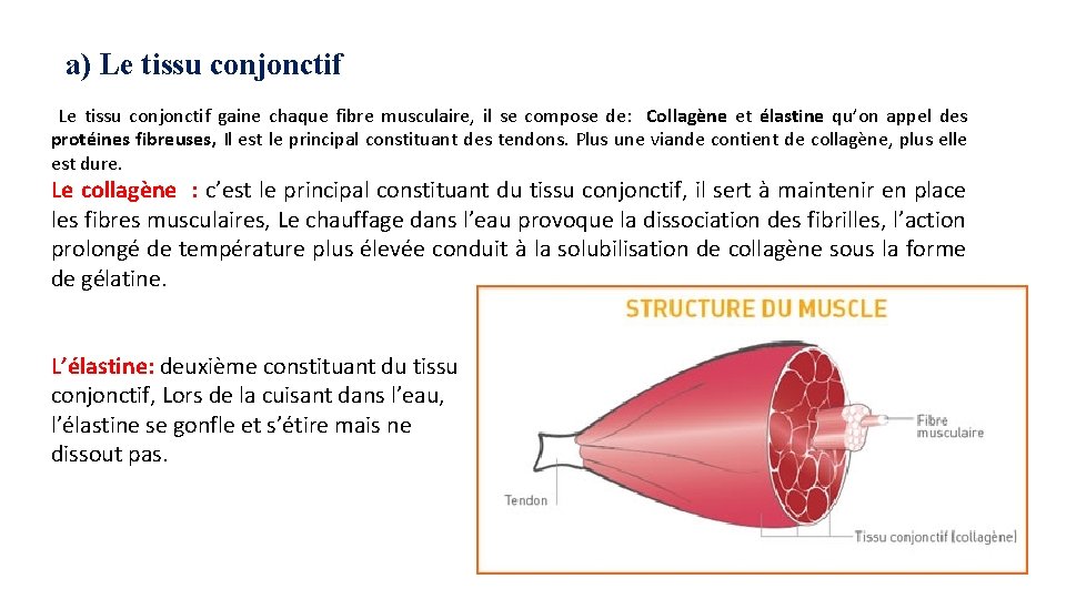 a) Le tissu conjonctif gaine chaque fibre musculaire, il se compose de: Collagène et