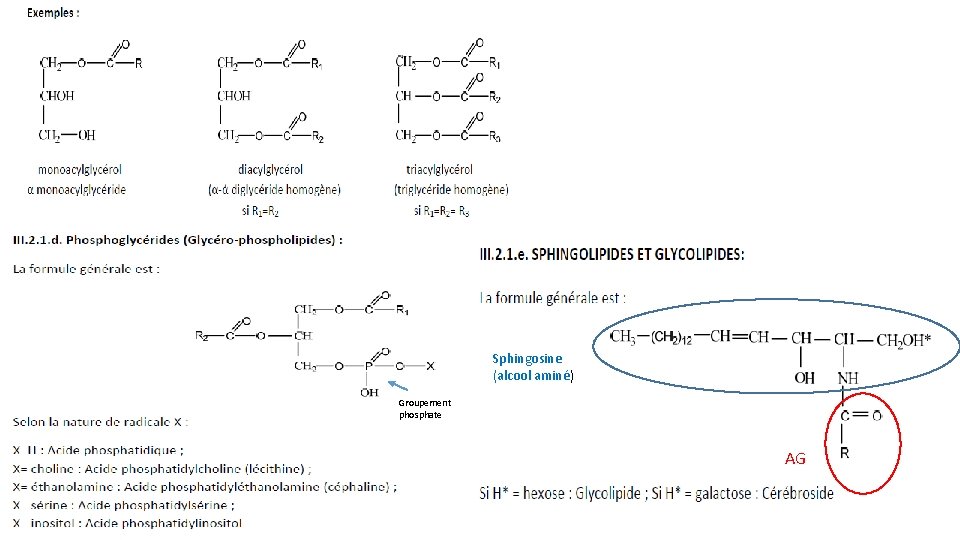 Sphingosine (alcool aminé) Groupement phosphate AG 