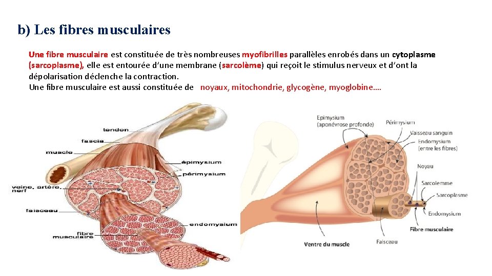 b) Les fibres musculaires Une fibre musculaire est constituée de très nombreuses myofibrilles parallèles