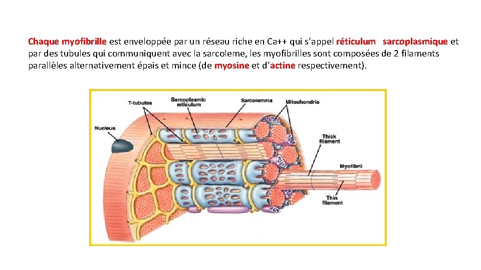 Chaque myofibrille est enveloppée par un réseau riche en Ca++ qui s’appel réticulum sarcoplasmique