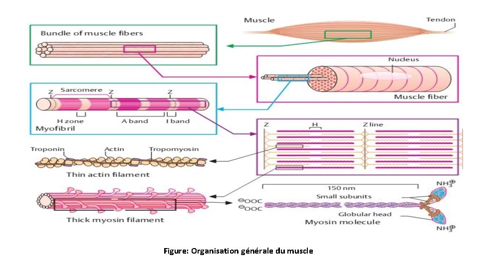 Figure: Organisation générale du muscle 