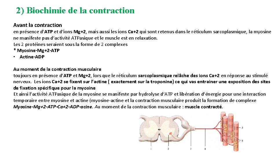 2) Biochimie de la contraction Avant la contraction en présence d’ATP et d’ions Mg+2,